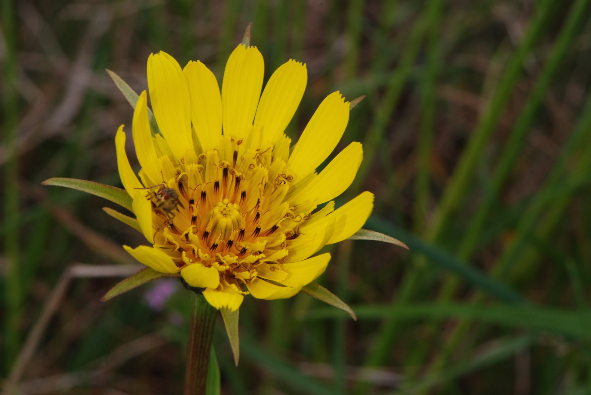 Tragopogon pratensis / Barba di becco comune